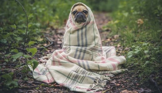 【罪悪感】風邪をひいた！　でも休めない！　そんなあなたへ。【休むときは休みましょう】