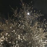 相模原の夜桜と月