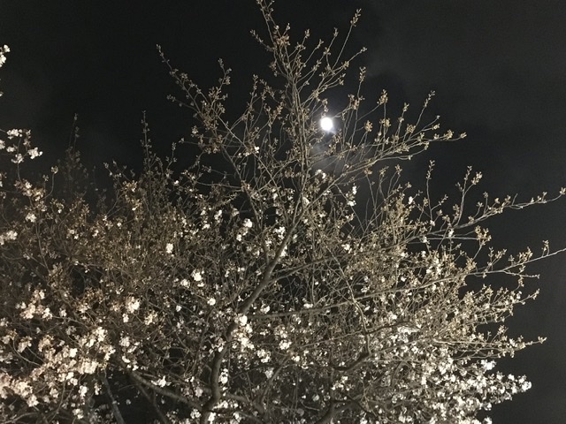 相模原の夜桜と月