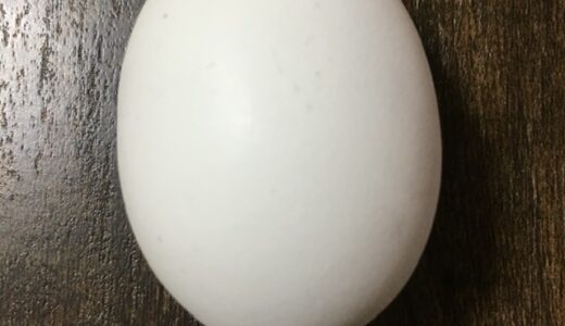 【双子卵】幸運？！割ってみたら二黄卵。何かいいことがありそう。【目玉焼き】