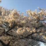 相模原市早朝の桜