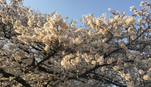 【桜の季節】朝昼の散歩。写真を撮りたくなる美しさ。【神奈川県相模原市】