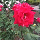 相模原北公園の紅いバラ