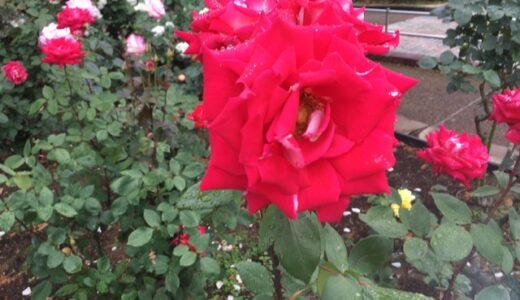 【ファミリーで】5月中旬の相模原北公園。バラの咲く季節はココがオススメ。【2人で】