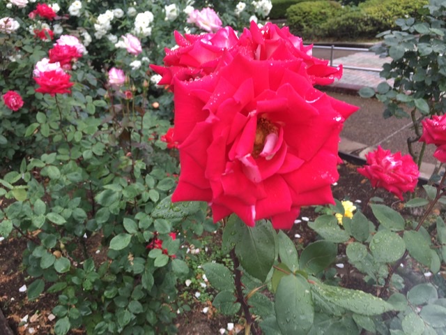 相模原北公園の紅いバラ