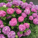 相模原北公園のアジサイ