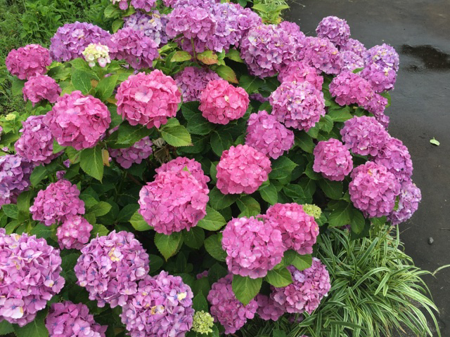 相模原北公園のアジサイ