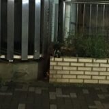 国道16号沿いのハクビシン