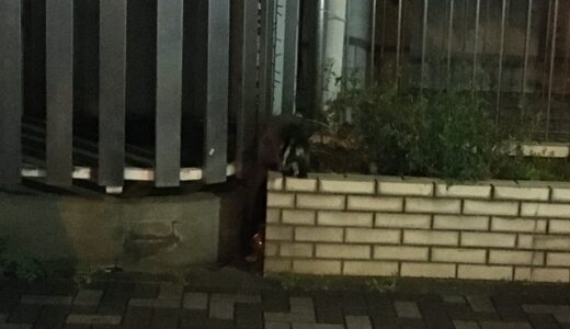 【神奈川県相模原市】ハクビシンはどこにいる？　国道16号沿いで発見。【住処は廃墟】