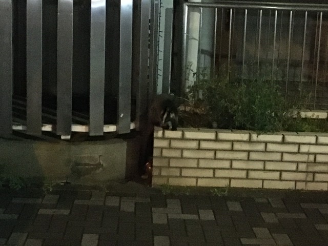 国道16号沿いのハクビシン